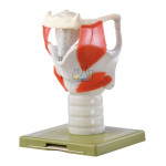 Functional Model Of The Larynx Model